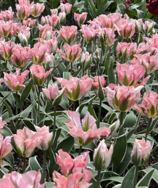 Green Tulip China Town