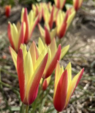 Tulipa clusiana Cynthia