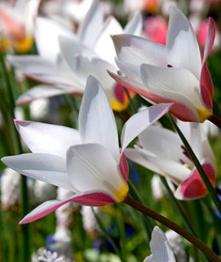 Tulipa clusiana Lady Jane