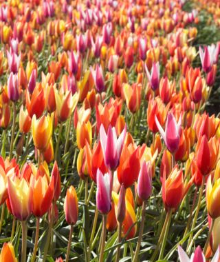 The Tulipa clusiana Mixture