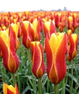 Tulipa clusiana var. chrysantha