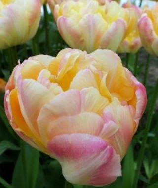 Tulip Creme Upstar