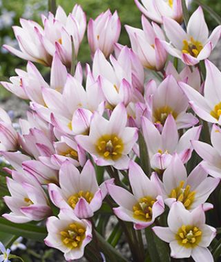 Tulipa cretica Hilde