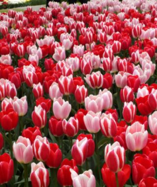 The Delightful Tulip Mixture