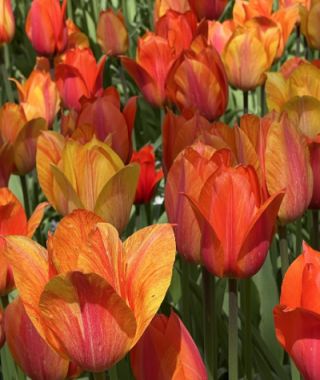 Tulip El Nino