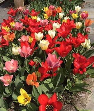 The Emperor Tulip Mixture