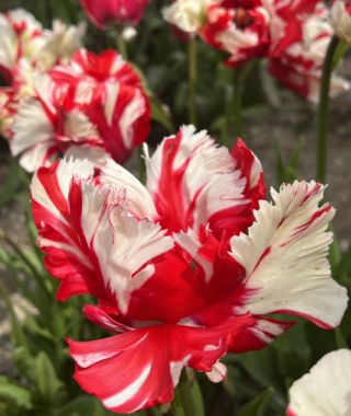 Parrot Tulip Estella Rijnveld