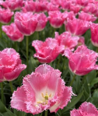 Fringed Tulip Fancy Frills