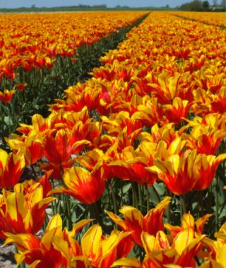 Lily Flowering Tulip Fire Wings