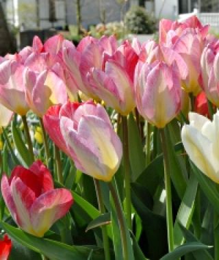 Tulip Flaming Purissima