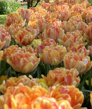 Tulip Foxy Foxtrot