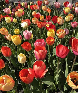 The Giant Darwin Hybrid Tulip Mixture