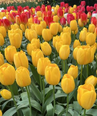 Tulip Golden Prince Claus