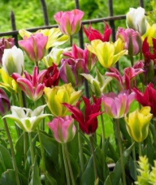 The Green Tulip Mixture