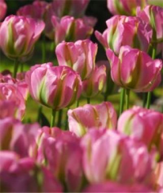 Tulip Greenland