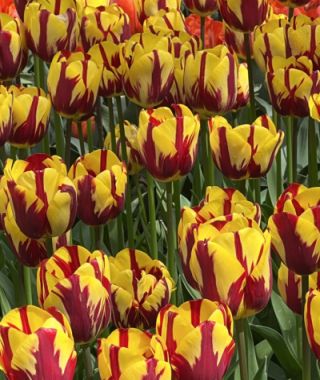 Triumph Tulip Helmar