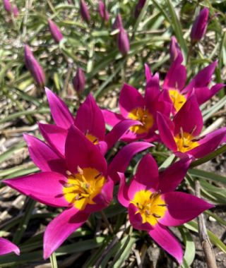 Tulipa humilis Eastern Star