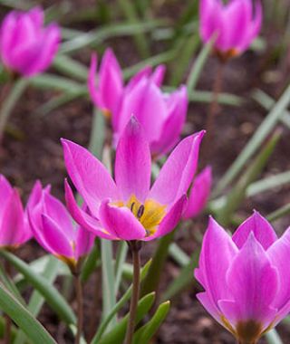 Tulipa humilis Helene