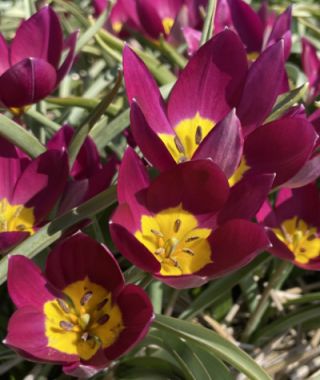 Tulipa humilis Persian Pearl