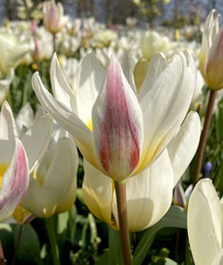 Tulip Ice Stick