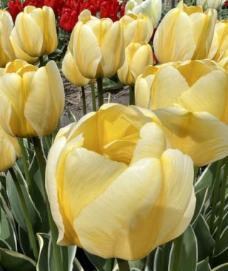 Giant Darwin Hybrid Tulip Jaap Groot