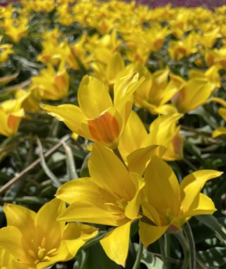 Tulipa kolpakowskiana