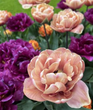 Peony Flowering Tulip La Belle Epoque