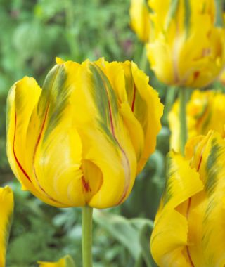 Tulip La Courtine Parrot