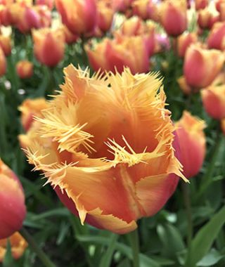 Tulip Lambada