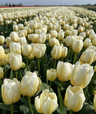 Tulip Lemon Chiffon 