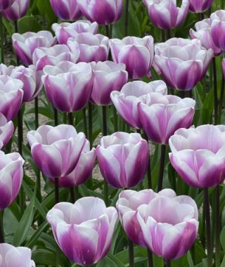 Triumph Tulip Librije