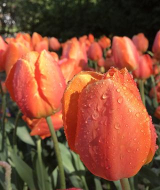 Giant Darwin Hybrid Tulip Lightning Sun