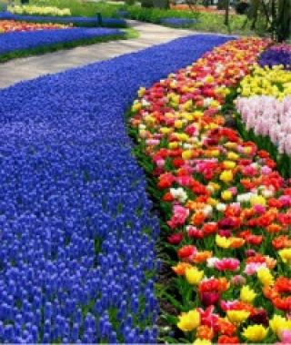 The Magic Carpet Tulip Mixture