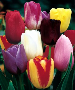 The Single Late Majestic Tulip Mixture