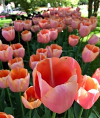 Tulip Menton