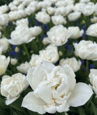 Peony Flowering Tulip Mount Tacoma