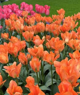 Tulip Orange Emperor