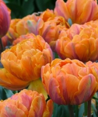 Tulip Orange Princess