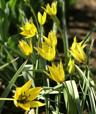 Tulipa orphanidea Flava