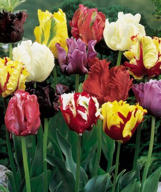 The Parrot Tulip Mixture