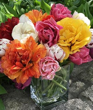 The Peony Flowering Tulip Mixture