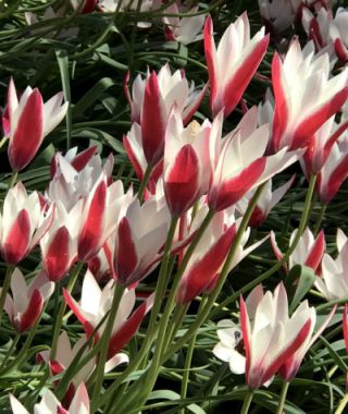 Tulipa clusiana Peppermint Stick