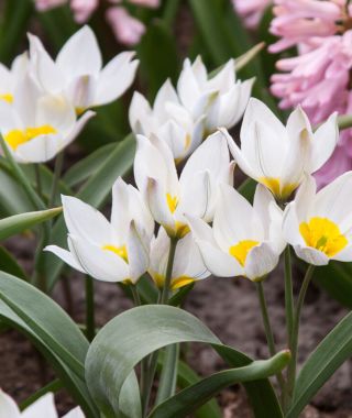 Tulipa polychroma