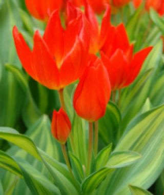 Tulipa praestans Paradox