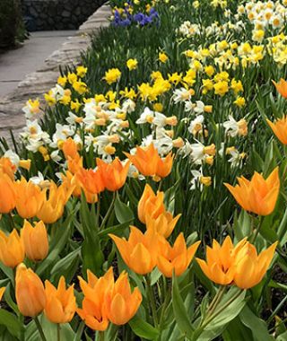 Tulipa praestans Shogun