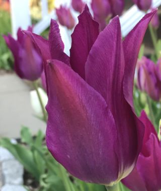 Tulip Purple Dream