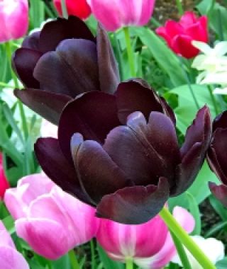 Tulip Queen of Night