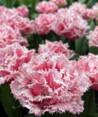 Peony Flowering Tulip Queensland