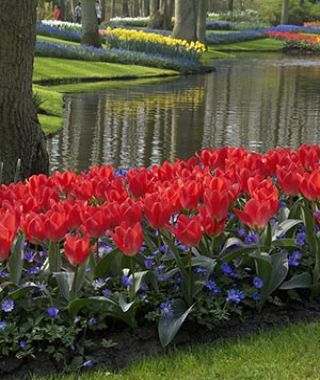 Tulip Red Emperor