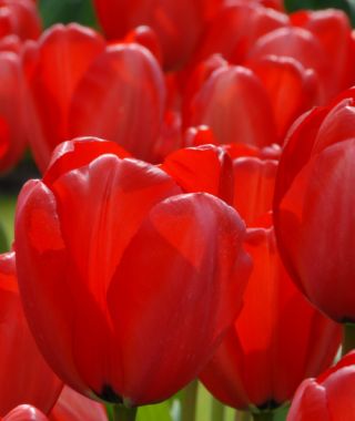 Tulip Red Impression